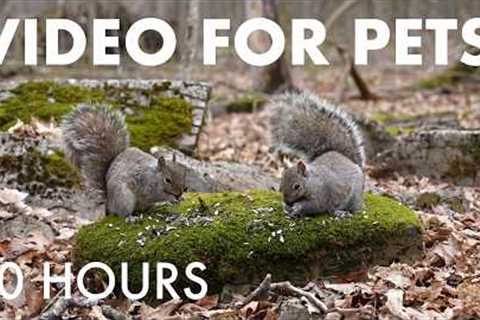 Cat TV for Pets to Watch 🐱 - 10 Hours of Owls, Chipmunks and Squirrels in the Forest - May 13, 2026