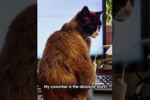 My cat farts SO LOUDLY in my face, on my desk 😼💨 #Cat #Funny #Pets #FunnyCat