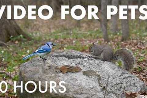 Birds, Chipmunks and Forest Friends in Harmony - 10 Hour Cat TV for Pets to Watch 🐱 - May 14, 2026