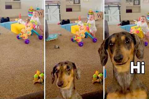 Am I Still Your Sweet Baby?!?! 🥰 | FUNNIEST Pets of the Week!