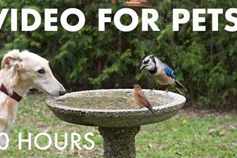 Cat TV for Pets to Watch 🐱 - 10 Hours of Birds and Friends at the Birdbath - May 15, 2026