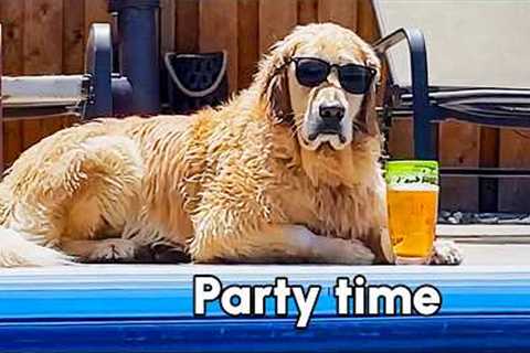 My Retriever Is Cooler Than I'll Ever Be | Summer Pet Fail Compilation