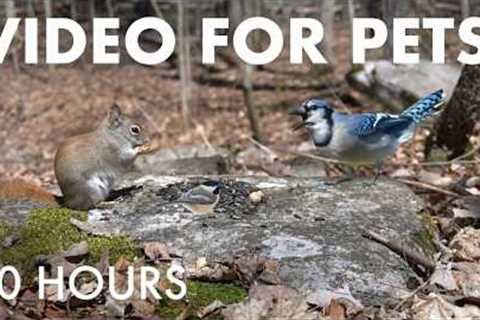 Saturday Morning Cartoons for Pets 🐱 - 10 Hours of Birds and Squirrels in the Forest - May 16, 2026