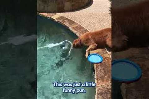 My Dog Is Cooler Than I'll Ever Be | Summer Pet Fail Compilation