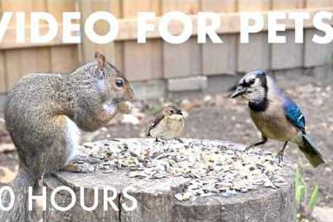 Sunday Morning Brunch for Backyard Birds and Squirrels - 10 Hour Cat TV for Pets 🐱 - May 17, 2026