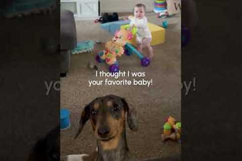 These Pets are total Goobers 🤦 | The FUNNIEST Pet Videos Of The Week