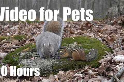 Birds, Squirrels and Forest Friends in Harmony - 10 Hour Cat TV for Pets to Watch 🐱 - May 18, 2026