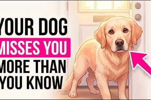 7 Ways Your Dog Says I Miss You (And You Never Noticed)