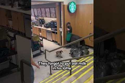Goose Tormets Starbucks