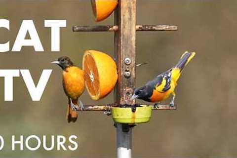 The Baltimore Oriole Feeder and Backyard Birds - 10 Hour Cat TV for Pets to Watch 🐱 - May 19, 2026