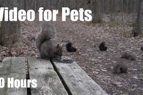 Cat TV for Pets to Watch 🐱 - 10 Hours of Birds and Squirrels in the Forest - May 20, 2026