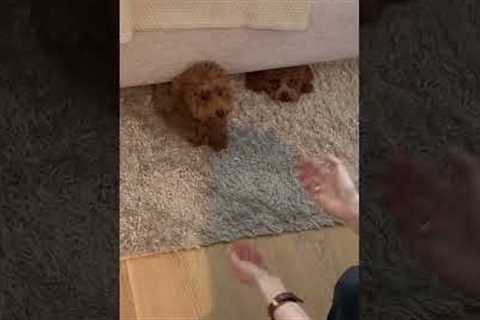 Dogs Play Hide and Seek Under Bed