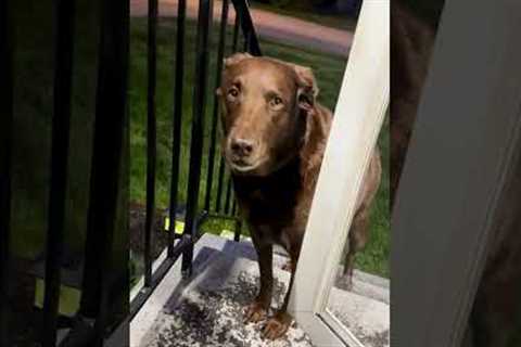 Hilarious Dog Refuses To Drop Mulch She Dug Up Before Coming Inside!