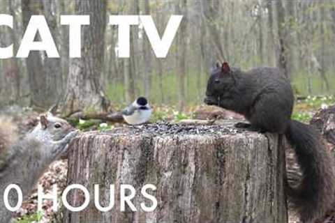 Cat TV for Pets to Watch 🐱 - 10 Hours of Birds, Squirrels and Forest Friends - May 21, 2026