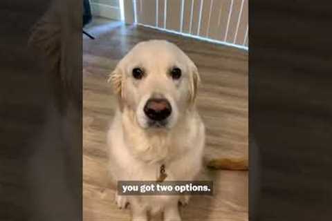 Registering Your Pet As An ESA | Pet Pointers