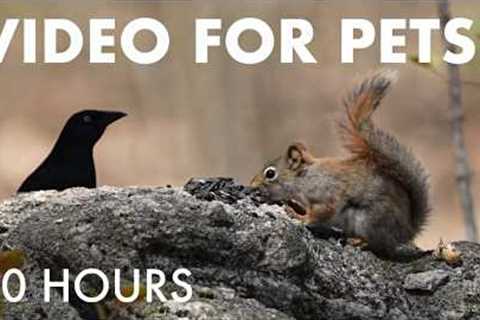 Red Squirrels, Chipmunks and Birds in the Forest - 10 Hour Cat TV for Pets 🐱 - May 22, 2026