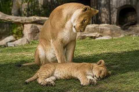 Watch this and YOU WON'T STOP LAUGHING with these FUNNY ANIMALS😁