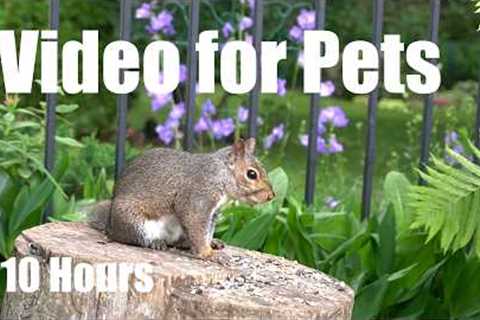 Saturday Morning Cartoons for Pets 🐱 - 10 hours of Backyard Birds and Critters - May 23, 2026
