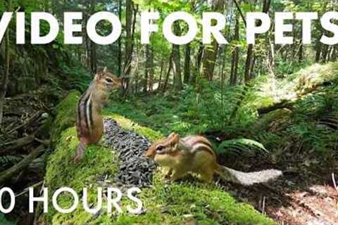 Sunday Morning Brunch for Hungry Chipmunks - 10 Hour Cat TV for Pets to Watch 🐱 - May 24, 2026