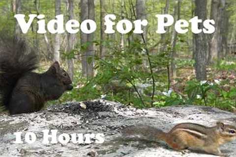 Cat TV for Pets to Watch 🐱 - Birds, Squirrels and Chipmunks in the Trilliums - May 25, 2026