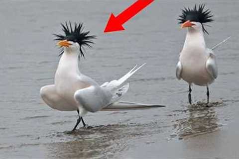 Funniest Birds Around the World😁there's absolutely NOTHING MORE FUNNY!