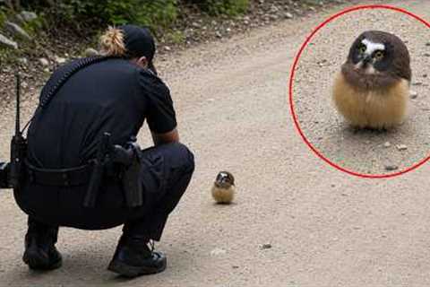 Try Not to DIE LAUGHING at These Funniest ANIMAL Encounters with Cops 🤣
