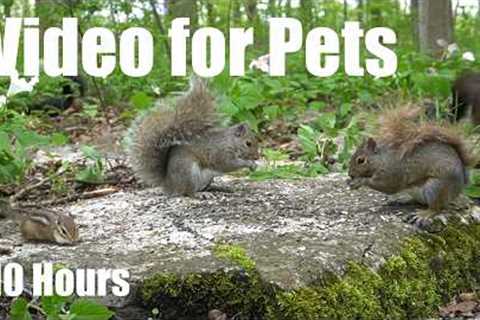 Cat TV for Pets to Watch 🐱 - 10 Hours of Squirrels, Chipmunks and Trilliums - May 26, 2026