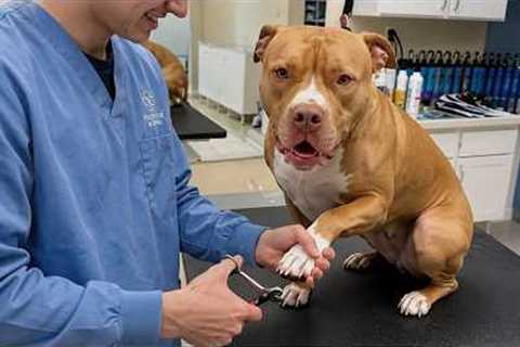 This Dog Was Heartbroken After Realizing He Was the Vet! Funniest Reaction 🤣