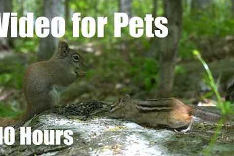 Red Squirrels, Chipmunks and Forest Friends - 10 Hour Cat TV for Pets to Watch 🐱 - Jun 28, 2026