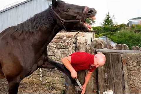 Funniest Horse Acts Ever Are a Must Watch! 😂 Funniest Animal Videos