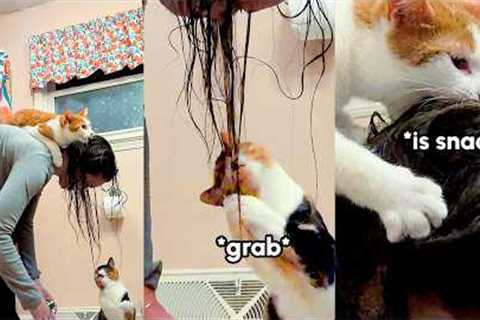 Which Is Funnier: The EPIC dog fail or the cat FEET? 😹 Best Pets of the Week 2026!