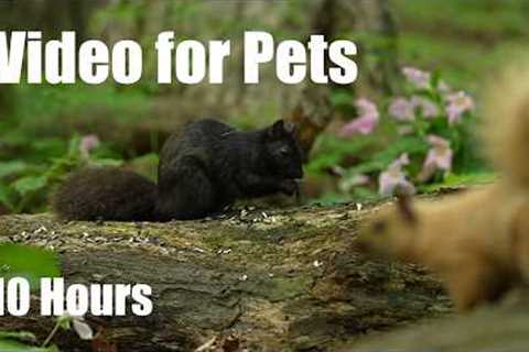 Cat TV for Pets to Watch 🐱 - Birds, Squirrels and Forest Friends in Harmony - May 29, 2026