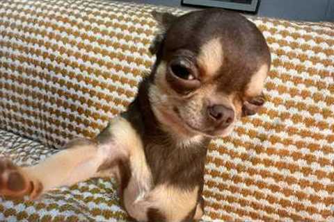 Top FUNNY PUPPIES That Are Guaranteed to Make You LAUGH!