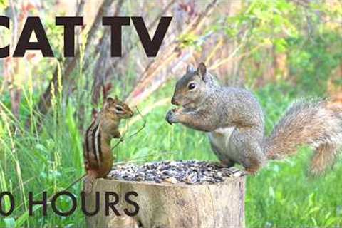 Saturday Morning Cartoons for Pets 🐱 - 10 Hours of Chipmunks, Birds and Squirrels - May 30, 2026