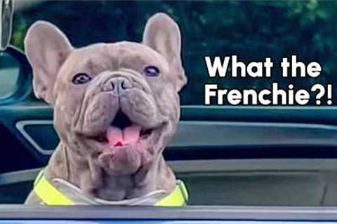 Oops! All Frenchies! | 15 Minutes of Frenchie Fails