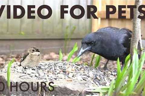 Cat TV for Pets to Watch 🐱 - 10 Hours of Beautiful Backyard Birds and Critters - May 31, 2026
