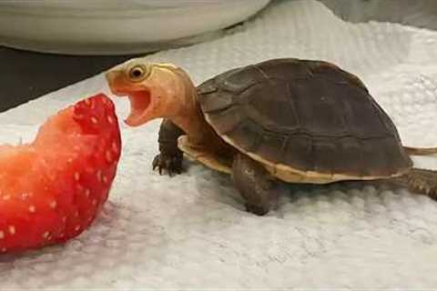 DRAMATIC Animals Freaking Out at Every Thing!