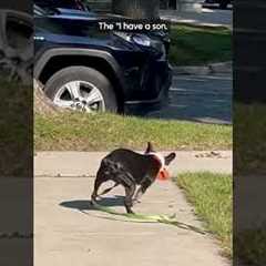 Funny French Bulldogs