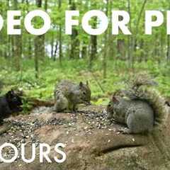 Cat TV for Pets to Watch 🐱 - 10 Hours of Squirrels and Forest Friends in Harmony - Jun 01, 2026