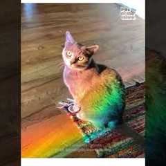 Happy Purride to all who celebrate!!😻 🌈 🏳️‍🌈