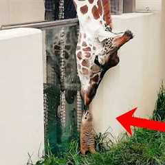 Animal Odd Couples Around the World 😂 FUNNIEST ANIMALS Videos!