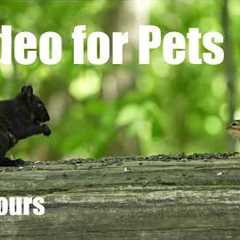 Cat TV for Pets to Watch 🐱 - Chipmunks, Squirrels and Forest Friends in Harmony - Jun 02, 2026
