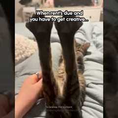 OnlyToeBeanzz is open for business 😹😹 #Cat #CatLife #Funny