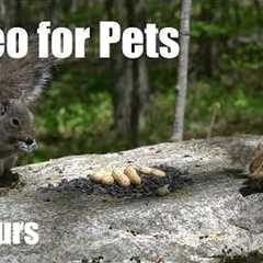 Cat TV for Pets to Watch 🐱 - 10 Hours of Chipmunks, Squirrels and Forest Friends - Jun 03, 2026