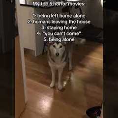 Velcro dog life 🤣🐕 #Trend #Dog #Husky #funny #top5horrormovies