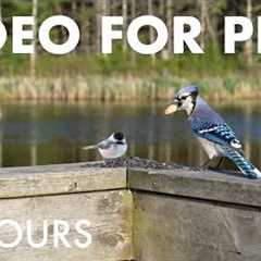 Cat TV for Pets to Watch 🐱 - 10 Hours of Birds and Critters at a Conservation Area - Jun 04, 2026