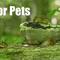 Cat TV for Pets to Watch 🐱 - 10 Hours of Chipmunks and Animals in the Forest - Jun 05, 2026
