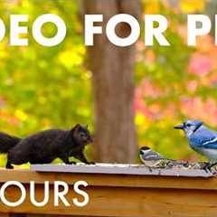 Saturday Morning Cartoons for Pets 🐱 - 10 Hours of Backyard Birds and Squirrels - Jun 06, 2026