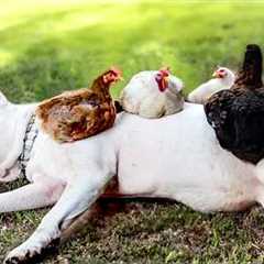 We're getting the squad back together! | Animal BFFF's