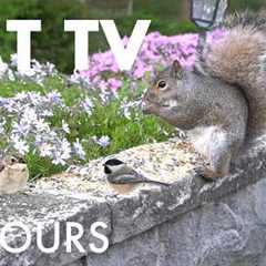 Sunday Morning Brunch for Birds, Squirrels and Chipmunks - 10 Hour Cat TV for Pets - Jun 07, 2026